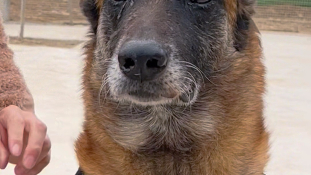 军犬核爆第一次去洗浴中心