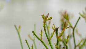 月季花怎么修剪视频教程 7339a72e441c70f5c0a2fd36468dd35440562ef9.jpg@280w_158h_1c_100q.jpg