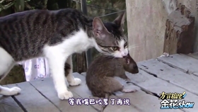 73444c3c592e8ade005fb403e83d2afa2dc259c5.jpg@280w_158h_1c_100q.jpg