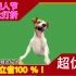 【不用烤狗肉走私】日本进口的狗meme绿幕素材