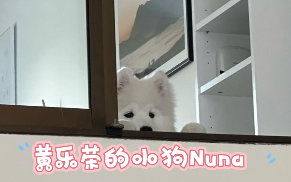 【Nanon的小狗】可爱的南农小狗Nuna
