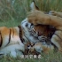 【1080P无水印】玛琪莉，全世界最著名的雌虎【老虎女王 Tiger Queen/母虎玛琪莉Machli - Tiger