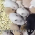 男子养了100只母鼠，觉的 “阳刚不足”放进去一只公鼠，结果悲剧了。