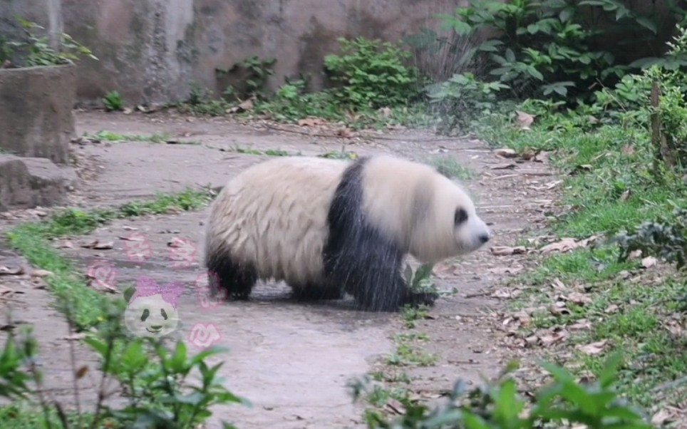 【大熊猫】玖菜花叶，谭爷爷给冲澡了，旋风甩水中