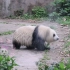 【大熊猫】玖菜花叶，谭爷爷给冲澡了，旋风甩水中