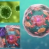 【生物细胞】细胞结构3D动画教学之真核细胞与原核细胞