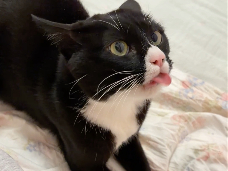奶牛猫先咬我的