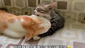 73f1c63320bd90017758db1824f391b674467c0c.jpg@280w_158h_1c_100q.jpg