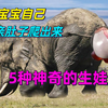 小宝宝自己从妈妈肚子爬出来，动物界的生娃方式有多神奇