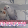 舔狗之紫面伊莎