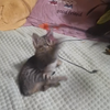 逗猫棒被玩的只剩两根毛