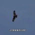 感受一下黑鸢的飞行技巧，这家伙飞起来真漂亮！
