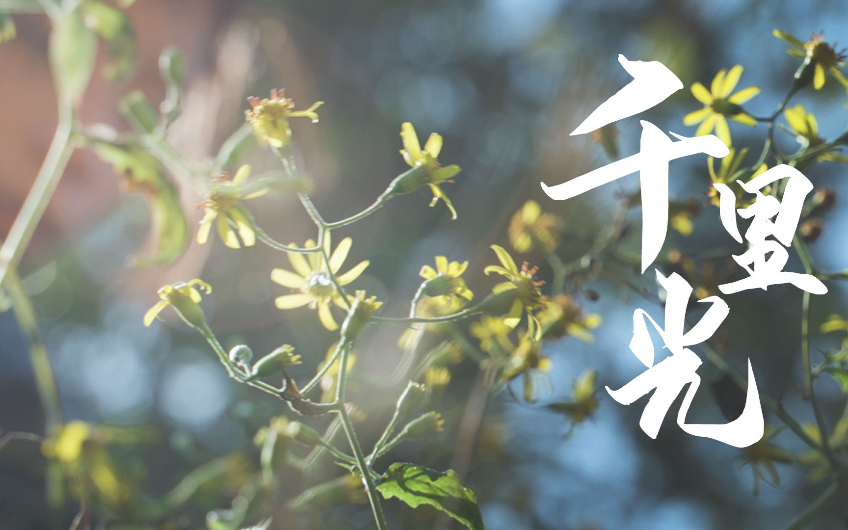 《百医百草百方》043-千里光
