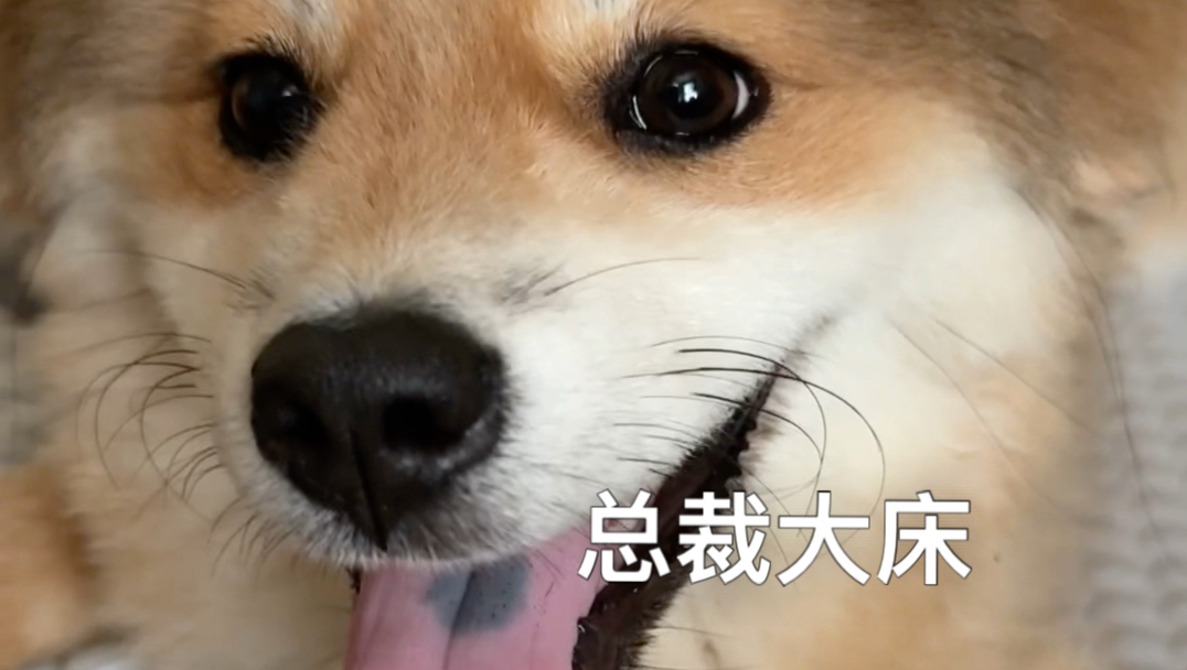 豆豆兵不让我睡它的总裁床