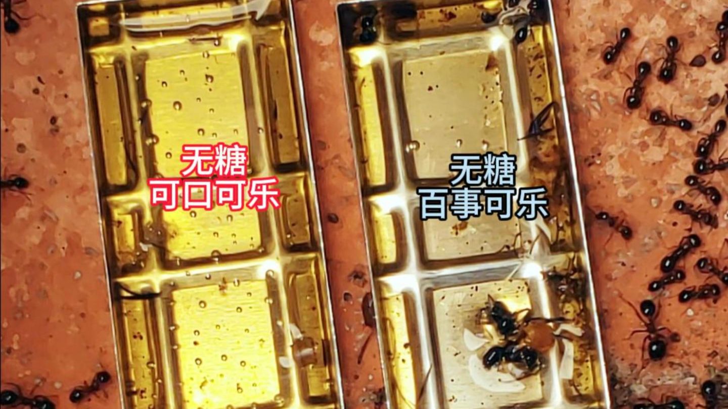 我宣布，无糖可口可乐才是真正的无糖汽水