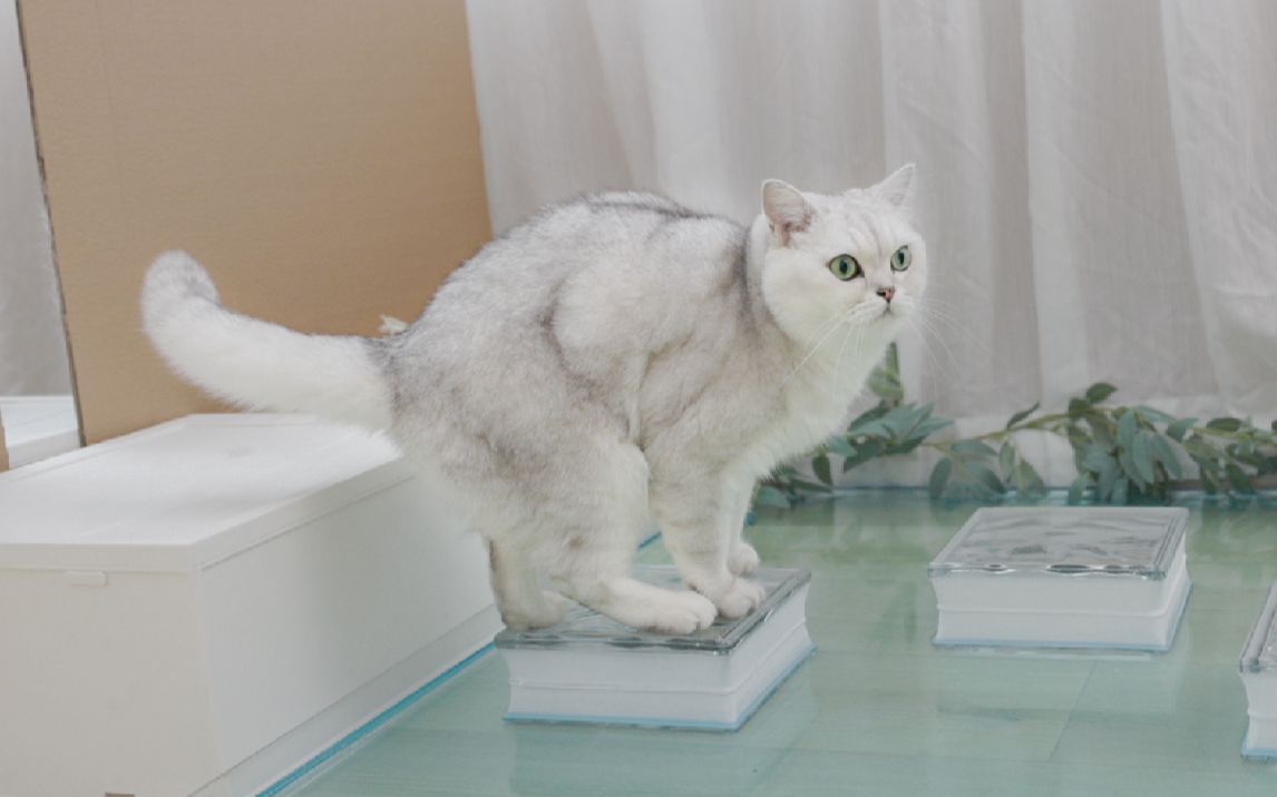 10-bilibili-catlive-catlive