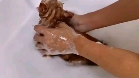 猫咪洗澡控猫术