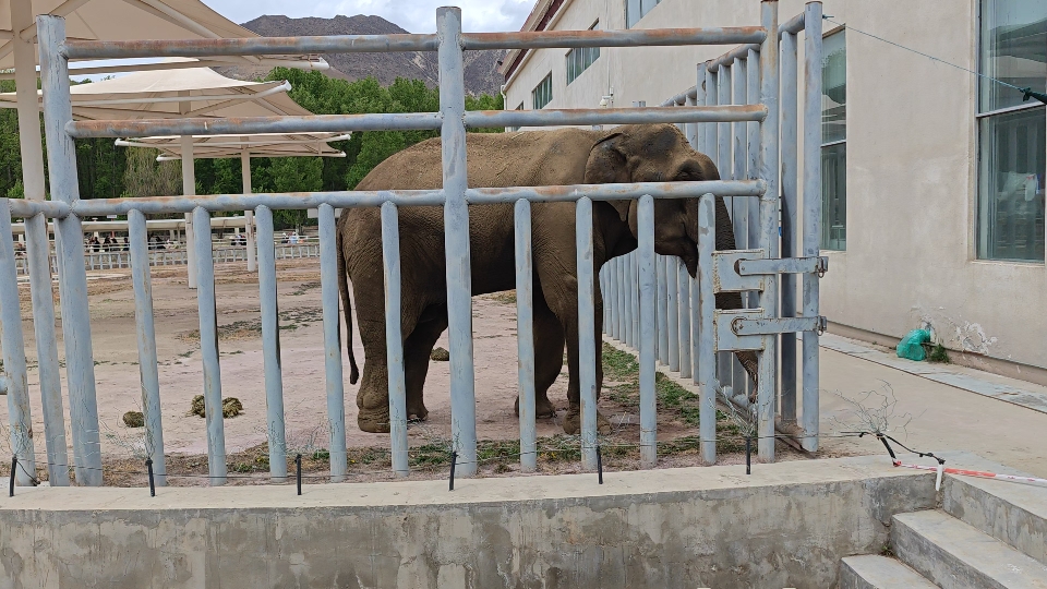 生活在拉萨的亚洲象（西藏曲水动物园：亚洲象）