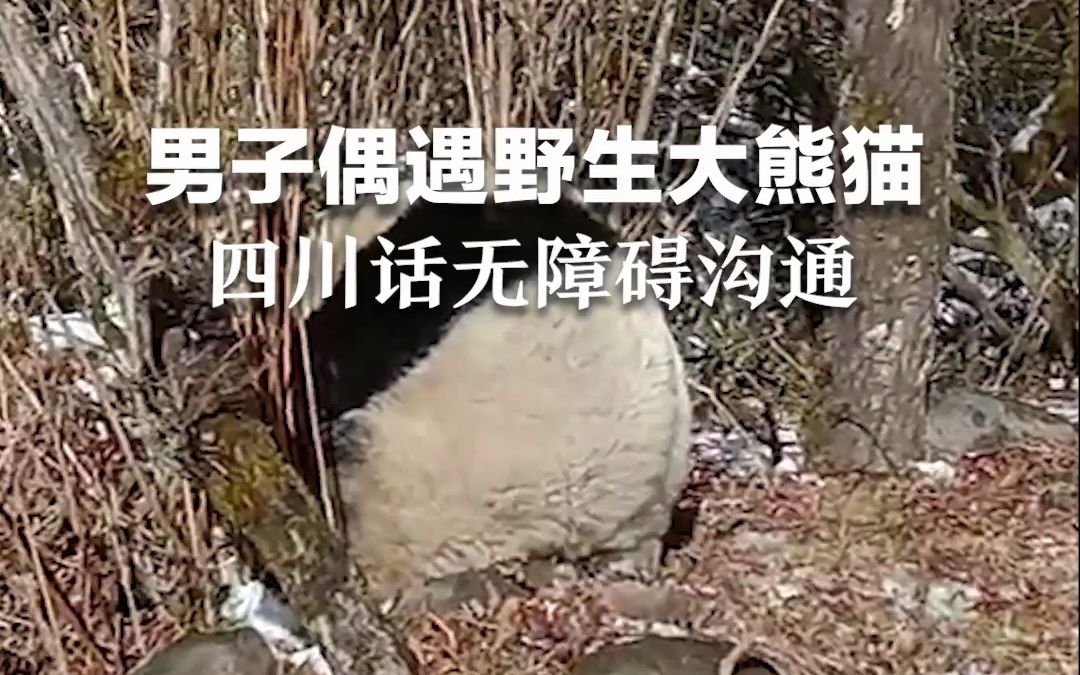 男子偶遇野生大熊猫，四川话无障碍沟通