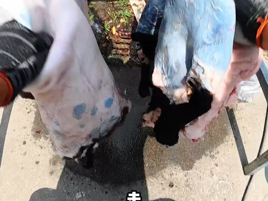 今天翻车了羊跑掉了！！！今天来到了无锡的锡山区 老板公司大团建 烤上两只正宗新疆馕坑烤全羊#苏州烤全羊 #苏州馕坑烤全羊#无锡烤全羊#无锡馕坑烤全羊