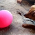 狗狗，你敢跟气球碰一下吗？？