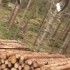 机械化伐木技术