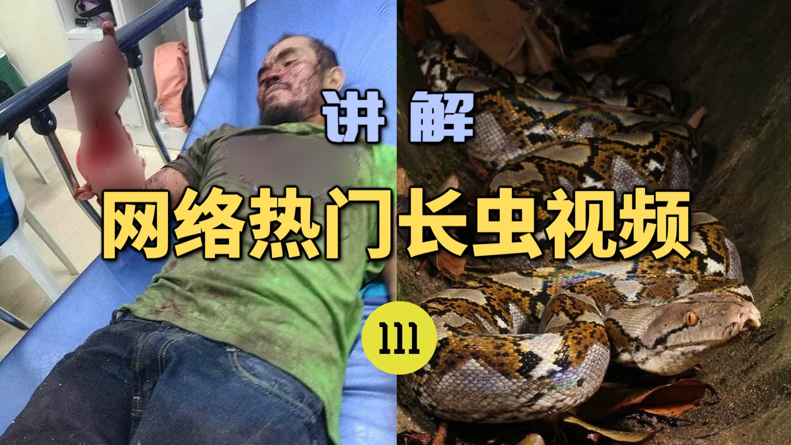 网络热门长虫视频(111)男子在马路上与3米蟒蛇单挑！竟活活将蟒蛇咬死？