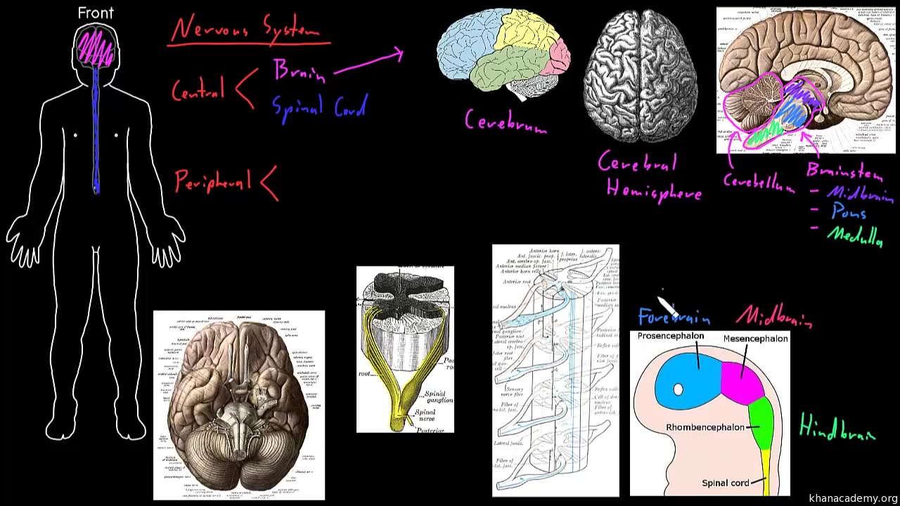 自用endocrineandnervoussystem搭配apbarronbiochap14