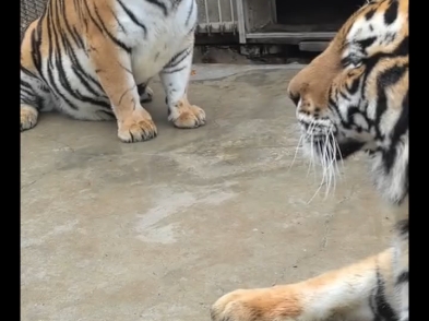 虎王和美女虎结婚两年了，一直没动静，这不是听从粉丝意见，给虎王补补!