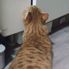 馋猫准备偷吃