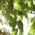空镜头视频 树叶阳光树木叶子 素材分享