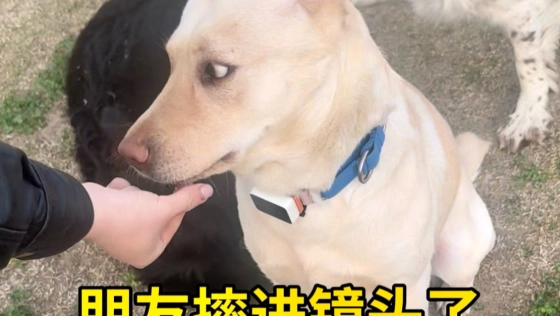 一条不会交朋友的狗，出了什么问题