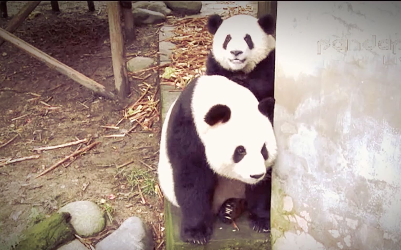 大熊猫华妮诞下双胞胎 将刚出生的宝宝叼嘴里-搜狐大视野-搜狐新闻