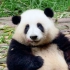 看一眼大熊猫，顿觉岁月静好！
