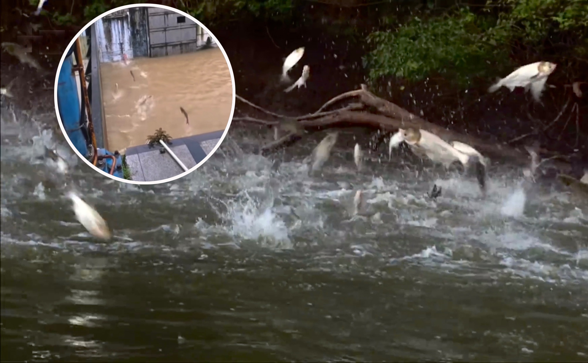 桂林遭遇洪水侵袭，湖面大量鱼群跳出水面，鱼跃“闸门”是何原因