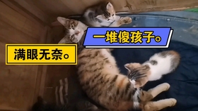 754960ade92f5be8dcf45cd96cb964bb7d30ddb4.jpg@280w_158h_1c_100q.jpg