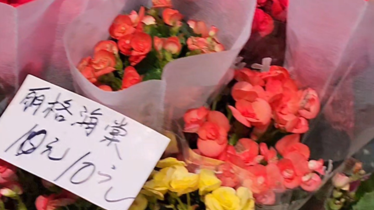 绿植店老板的黑名单绿植——丽格海棠