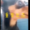 《在互联网上没人知道你是一条狗