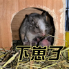 见过刚出生的八齿鼠幼崽吗？这是小白刚生的4只鼠崽，花色不错