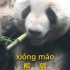 大熊猫可爱极了，简直可爱到爆了！#大熊猫 #熊猫 #北京动物园 #学英语 #好吃
