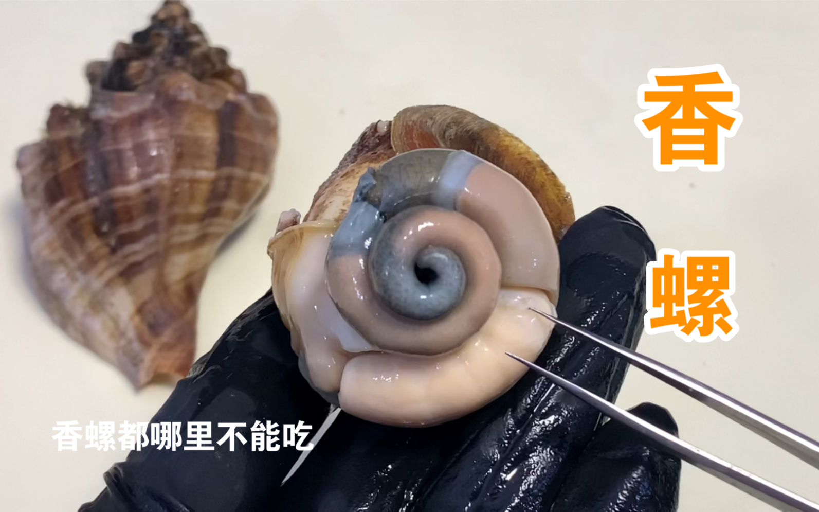 不能吃的海螺的图片,不能吃的螺的图片大全,十种不能吃的螺图片_大山谷图库
