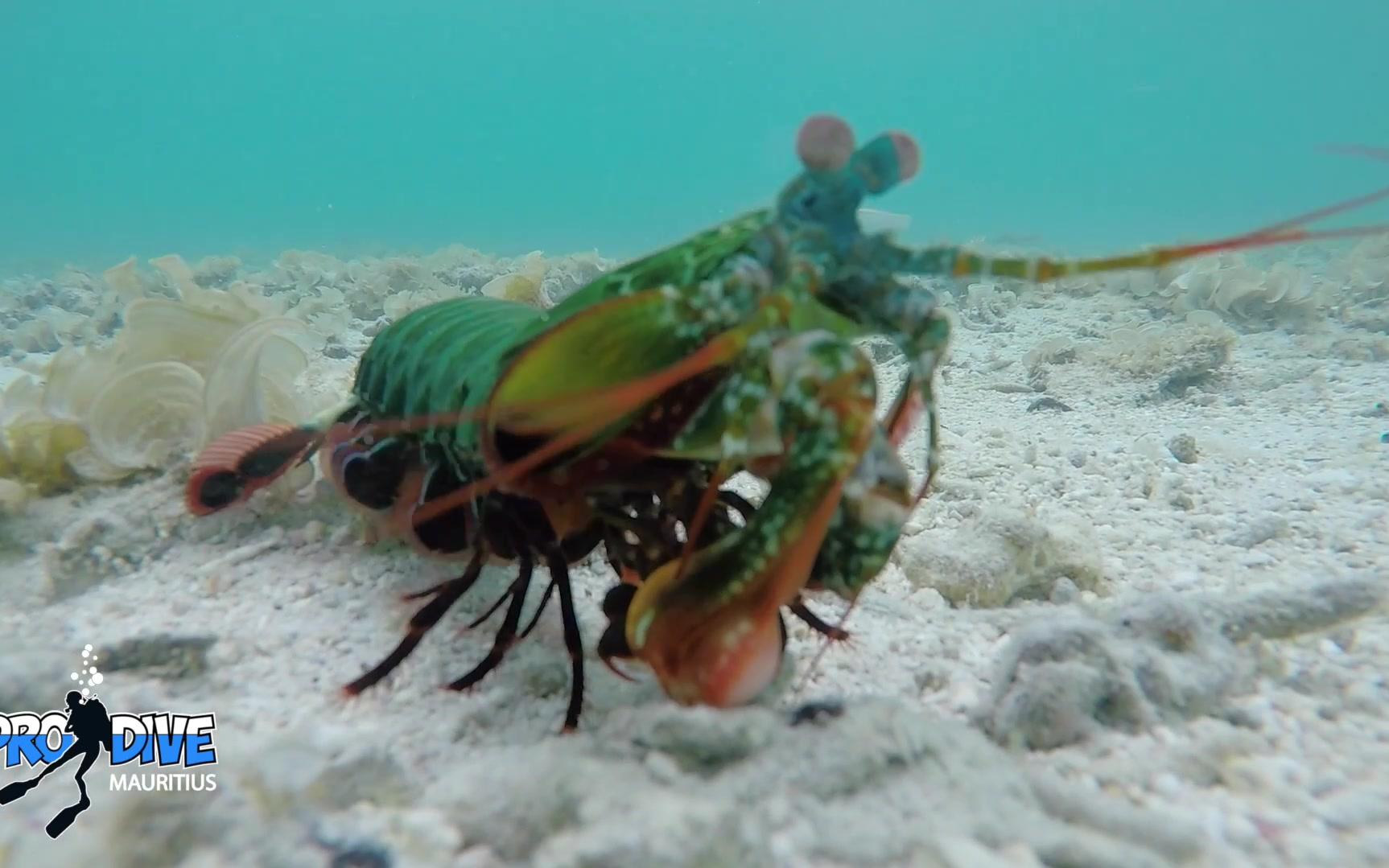 蝉形齿指虾蛄雀尾螳螂虾攻击潜水员的摄像机镜头