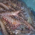 开海以来捕获最多的九节虾，每条都有大拇指粗，阿兴心里开心极了