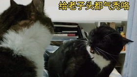75bff639c40615bd3b6c34200e00ee58fa17b13b.jpg@280w_158h_1c_100q.jpg