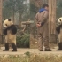 大熊猫双手叉腰与饲养员“理论”，网友：它好像知道自己是国宝