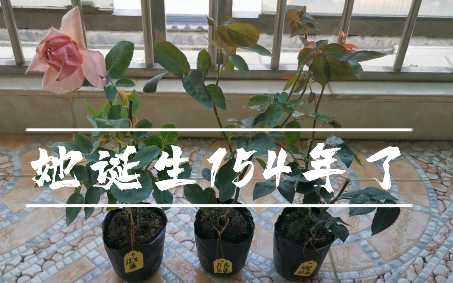 阻挡不了我买她现代月季的鼻祖法兰西月季开箱法兰西萨沙天使时装玫瑰