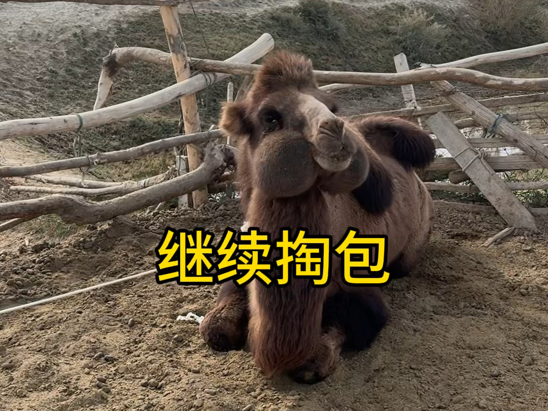 天气越来越冷了 所以要给它加速补膘 跟暗号住单间去