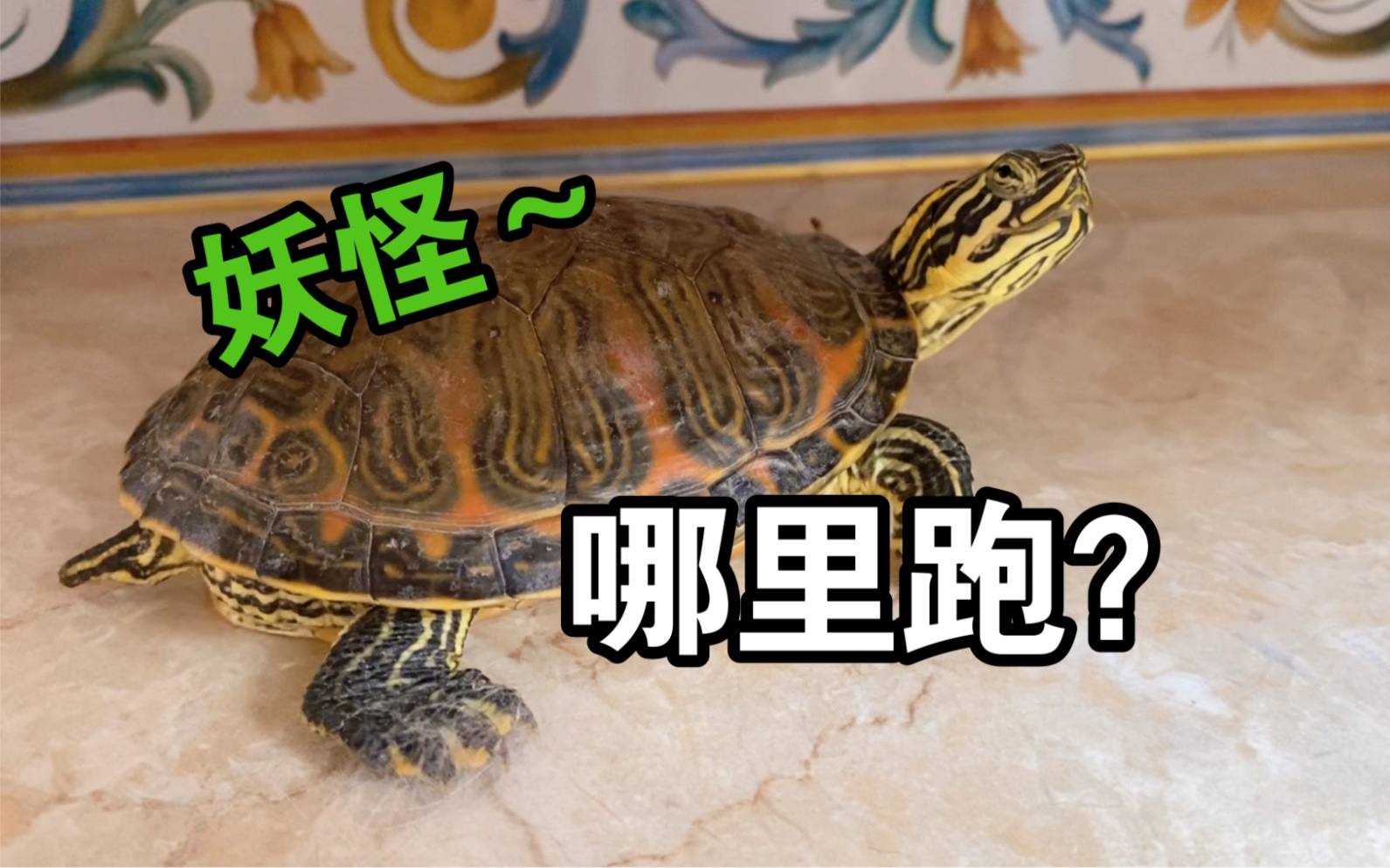可爱乌龟卡通图_q版最萌绿色的小乌龟_微信公众号文章