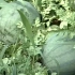 西瓜种植技术从种植到精通 西瓜种植技术大全