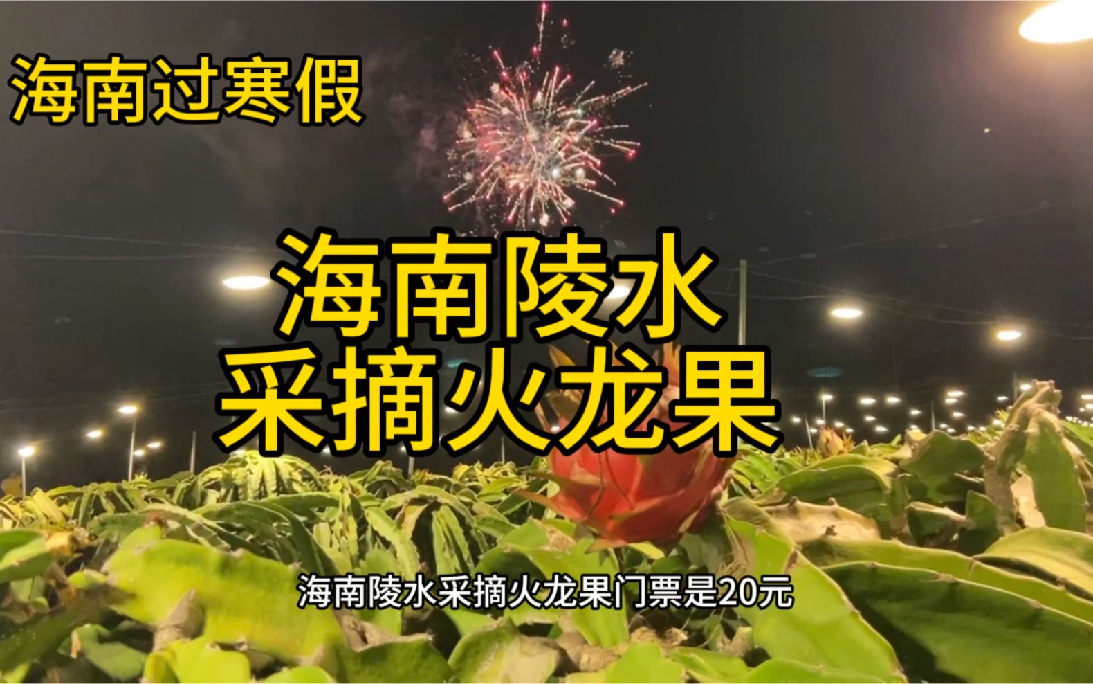 海南陵水采摘火龙果